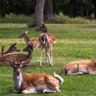 Damhirsch und Familie im Wildpark Silz