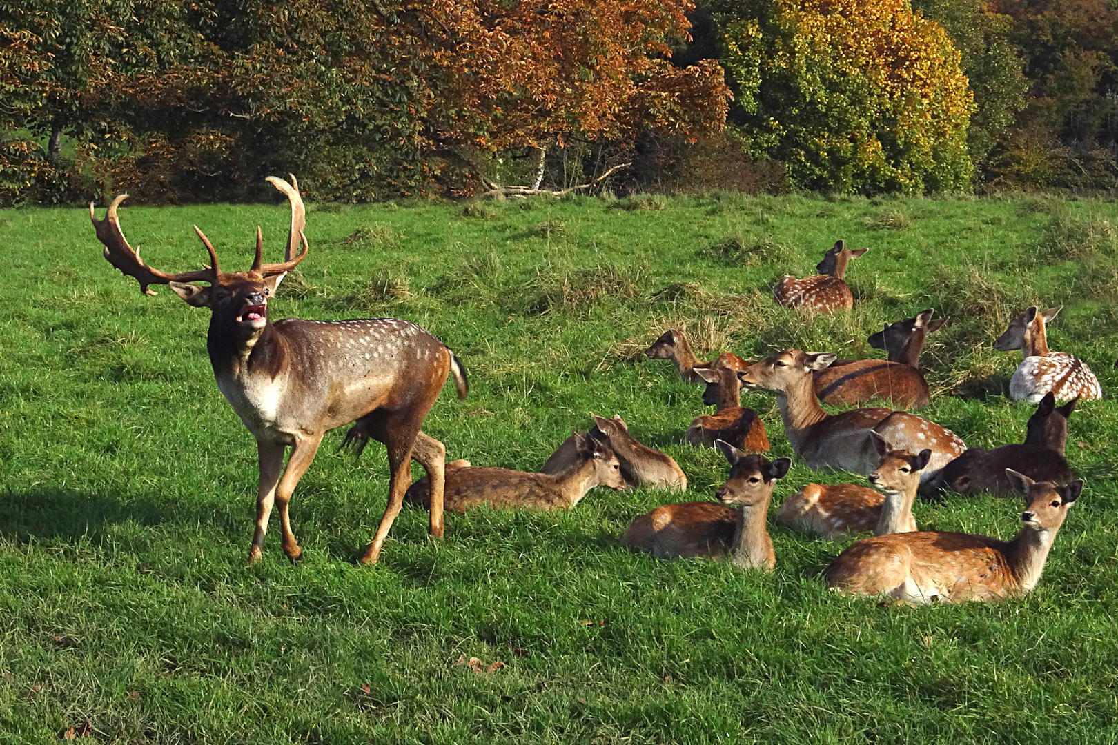 Damhirsch und sein "Harem"