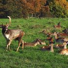 Damhirsch und sein "Harem"