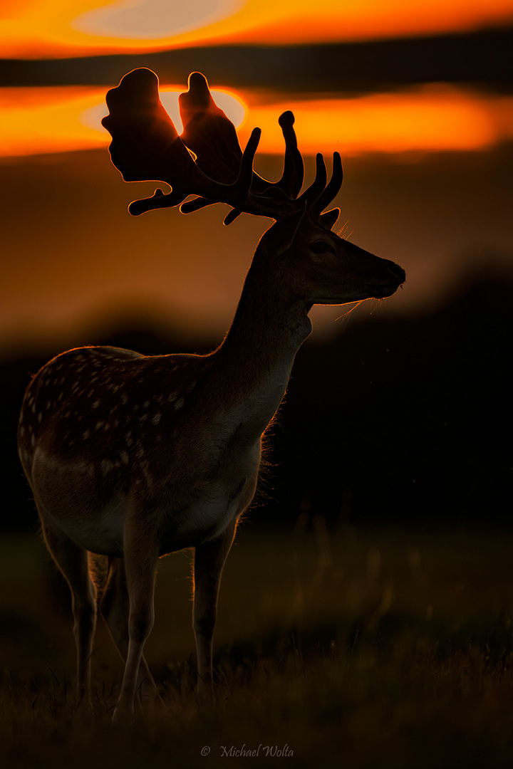 Damhirsch vor untergehender Sonne