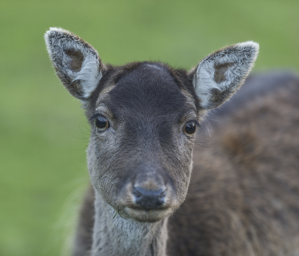 Damhirsch Weibchen