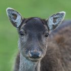 Damhirsch Weibchen