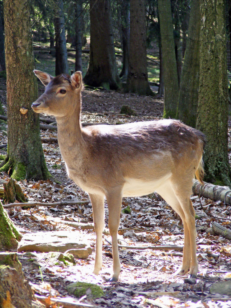 Damhirsch (weibl.) der Naturbrandung