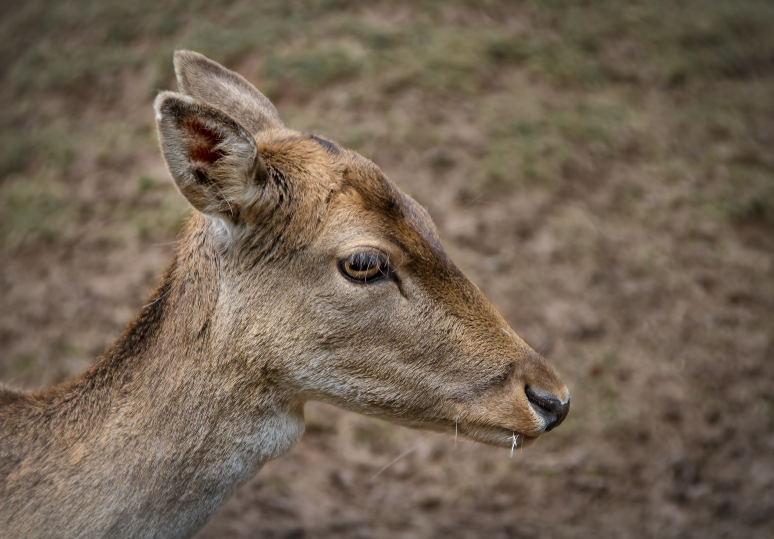 damhirsch weiblich