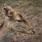 damhirsch weiblich