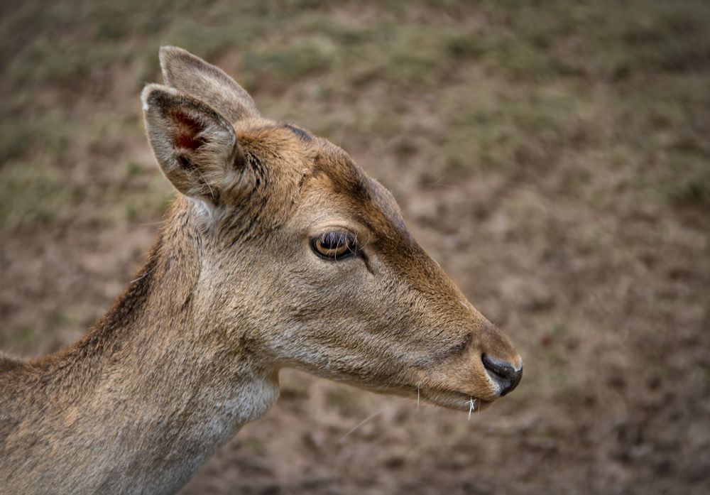 damhirsch weiblich