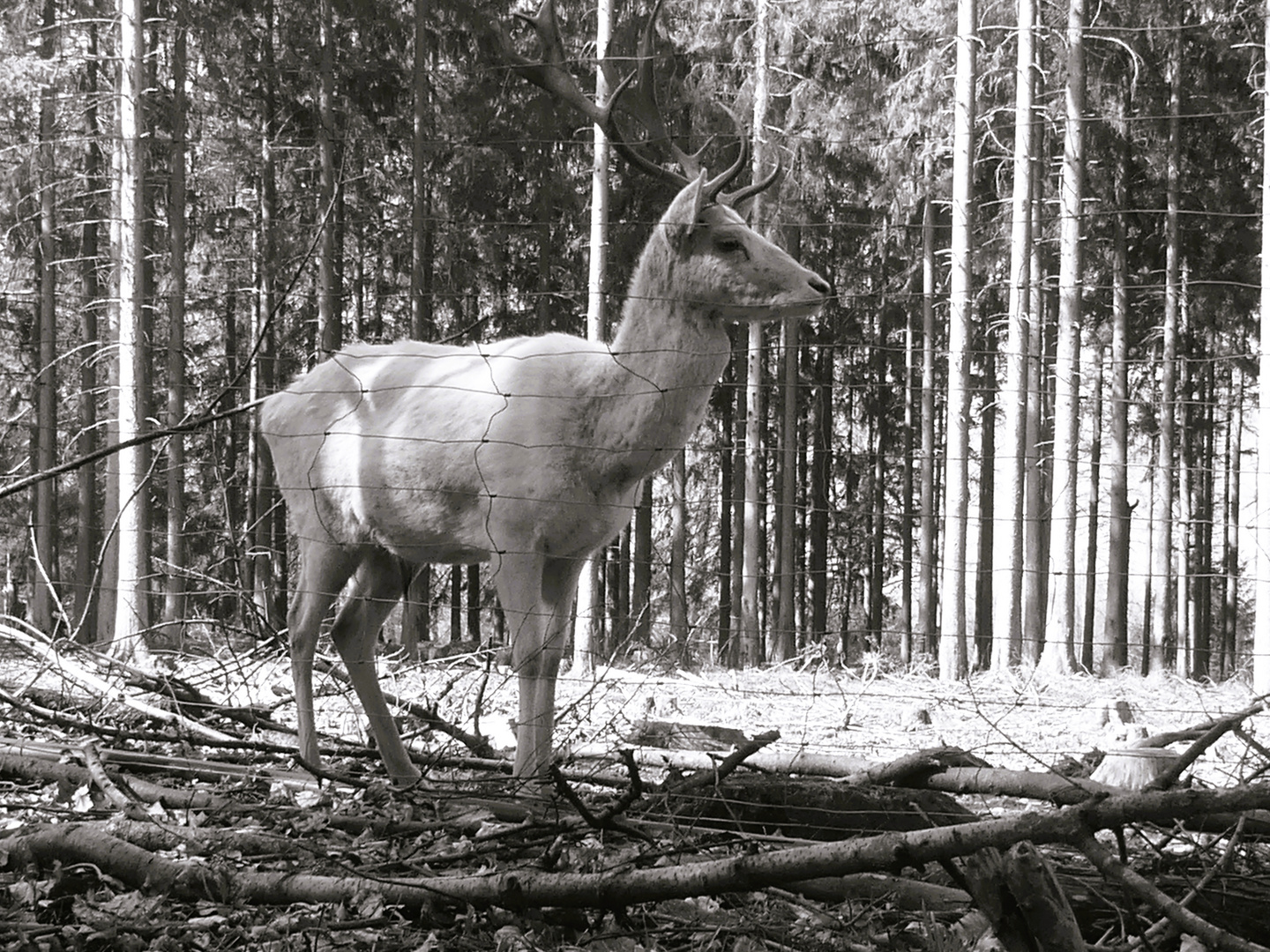 Damhirsch weiß