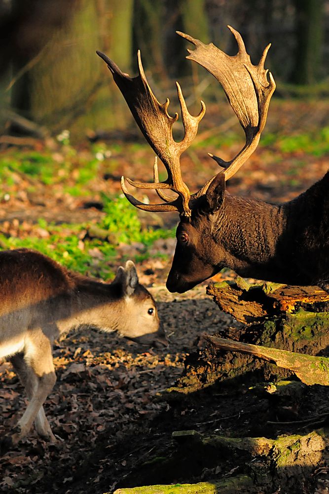 Damhirsch zeigt seine prächtigen Schaufeln in der Nachmittagssonne