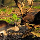 Damhirsch zeigt seine prächtigen Schaufeln in der Nachmittagssonne