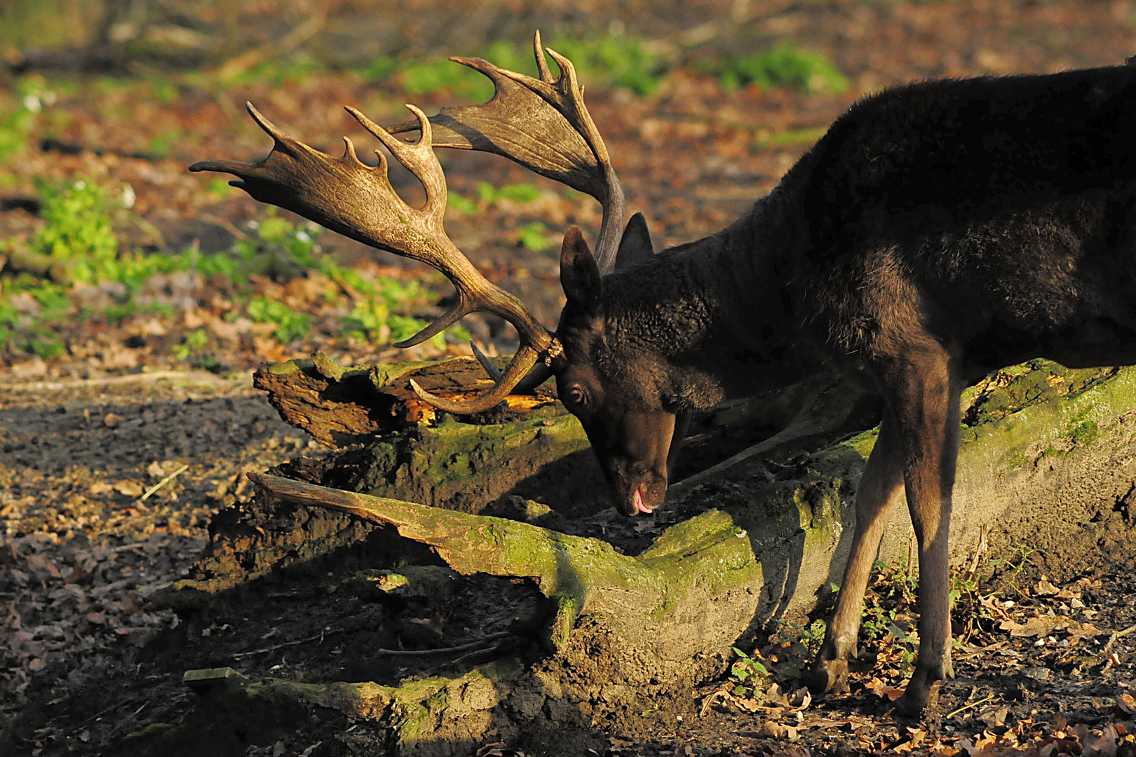 Damhirsch zeigt seine prächtigen Schaufeln in der Nachmittagssonne