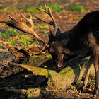 Damhirsch zeigt seine prächtigen Schaufeln in der Nachmittagssonne