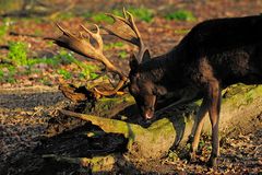 Damhirsch zeigt seine prächtigen Schaufeln in der Nachmittagssonne