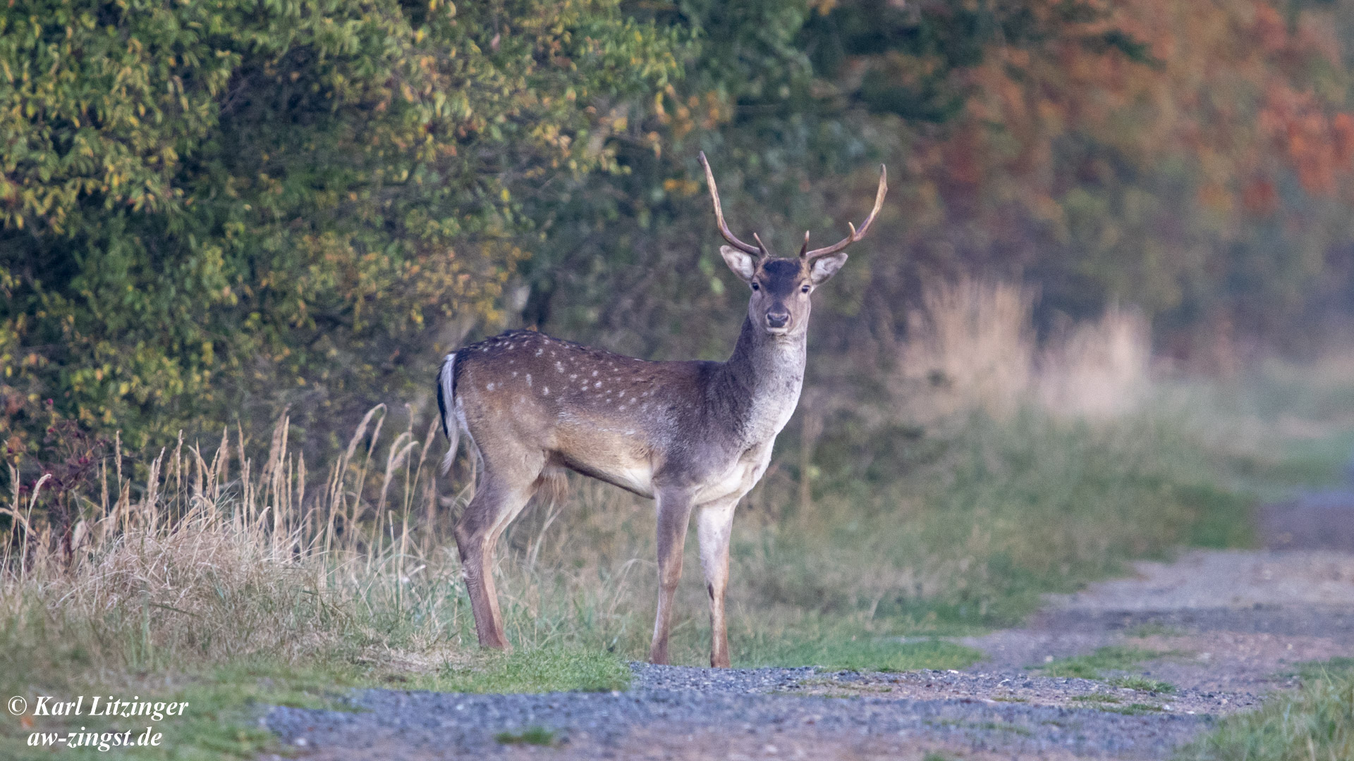 Damhirsch zum Sonnenaufgang am Pramort.