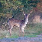 Damhirsch zum Sonnenaufgang am Pramort.