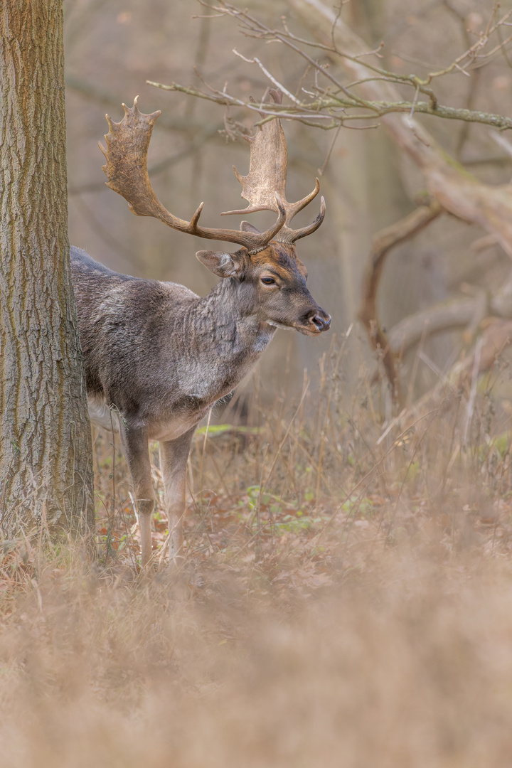 Damhirsch Zuschauer