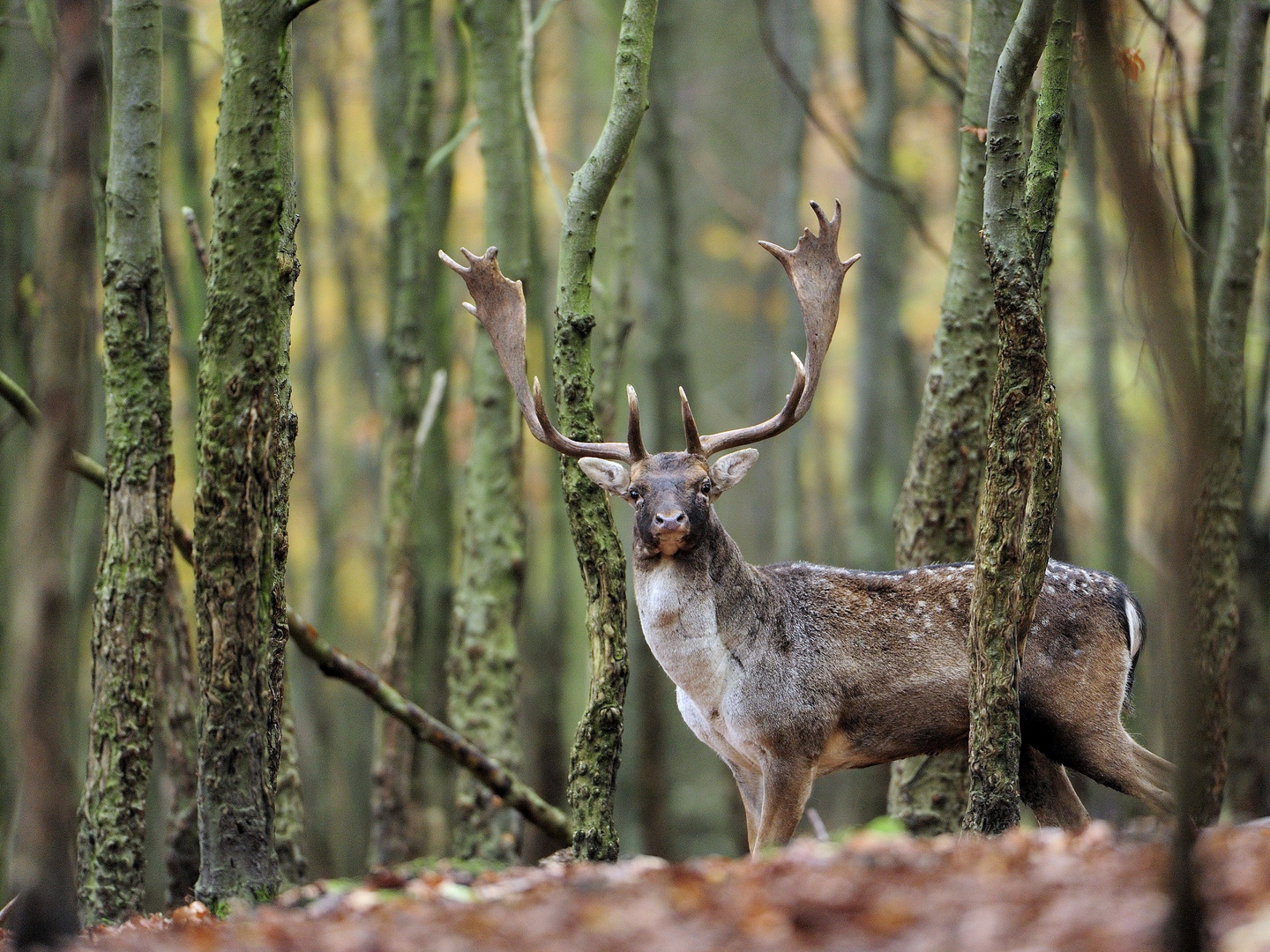 Damhirschbrunft aus Norddeutschland