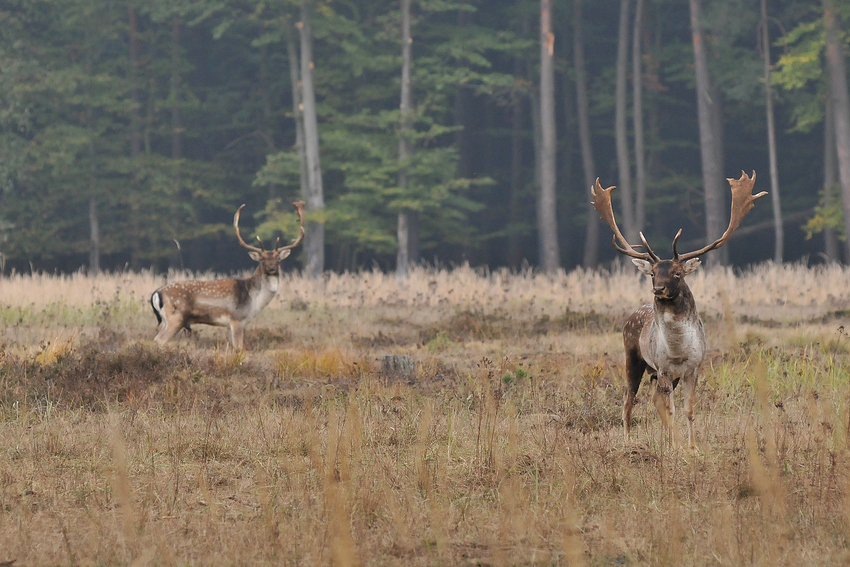 Damhirschbrunft – eine kurze Pause