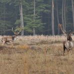 Damhirschbrunft – eine kurze Pause