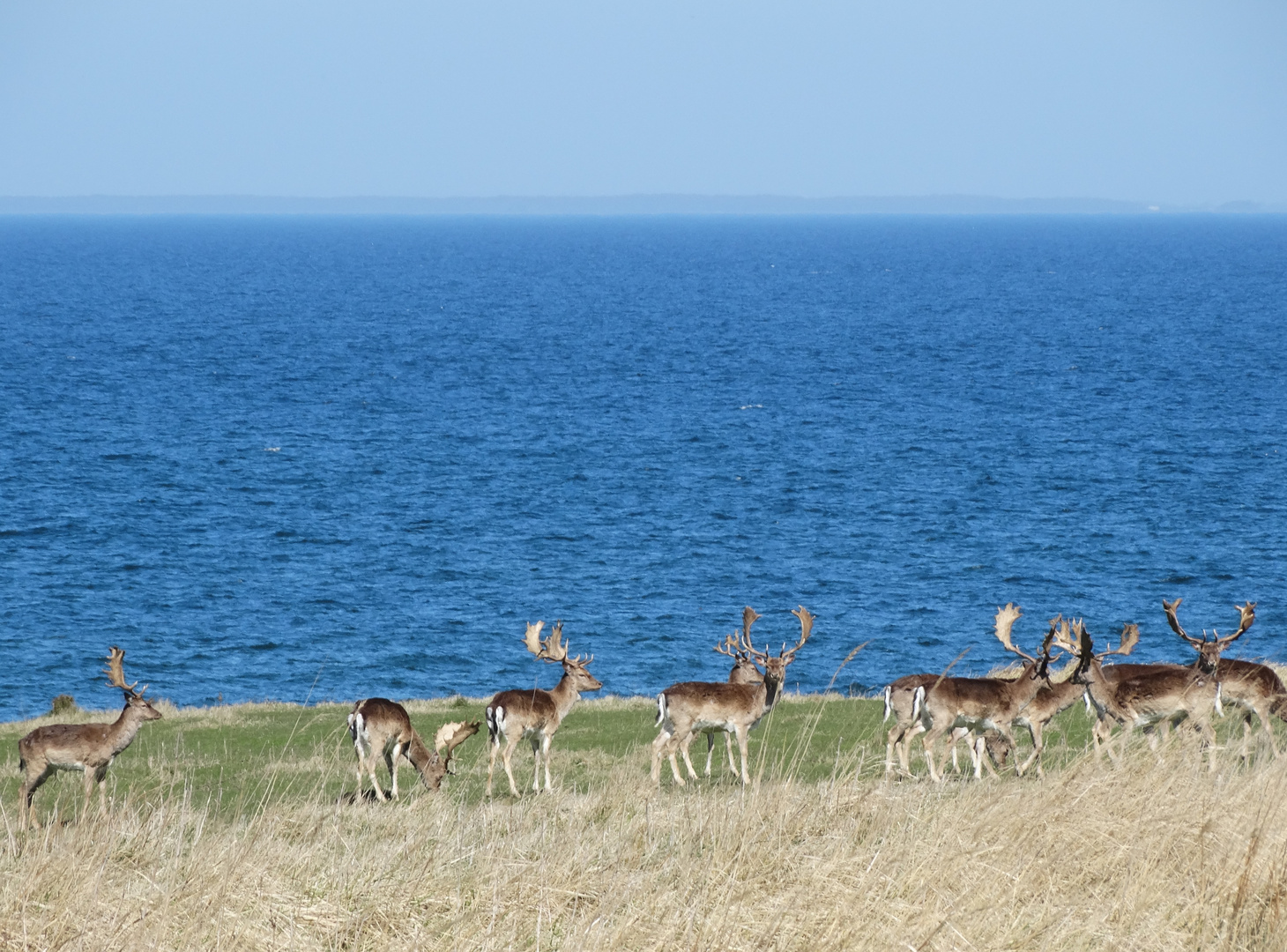 Damhirsche am Meer