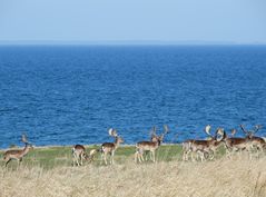 Damhirsche am Meer