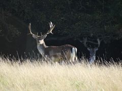 Damhirsche auf Æbelø