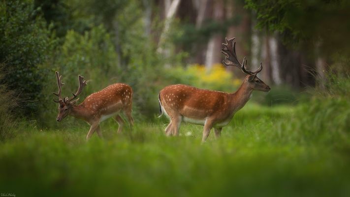 Damhirsche im Abendlicht