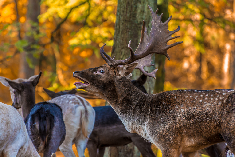 Damhirsche im Herbstwald