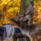 Damhirsche im Herbstwald