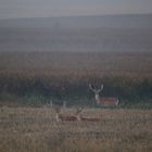 Damhirsche im Morgengrauen