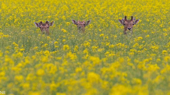 "Damhirsche im Raps 2025"