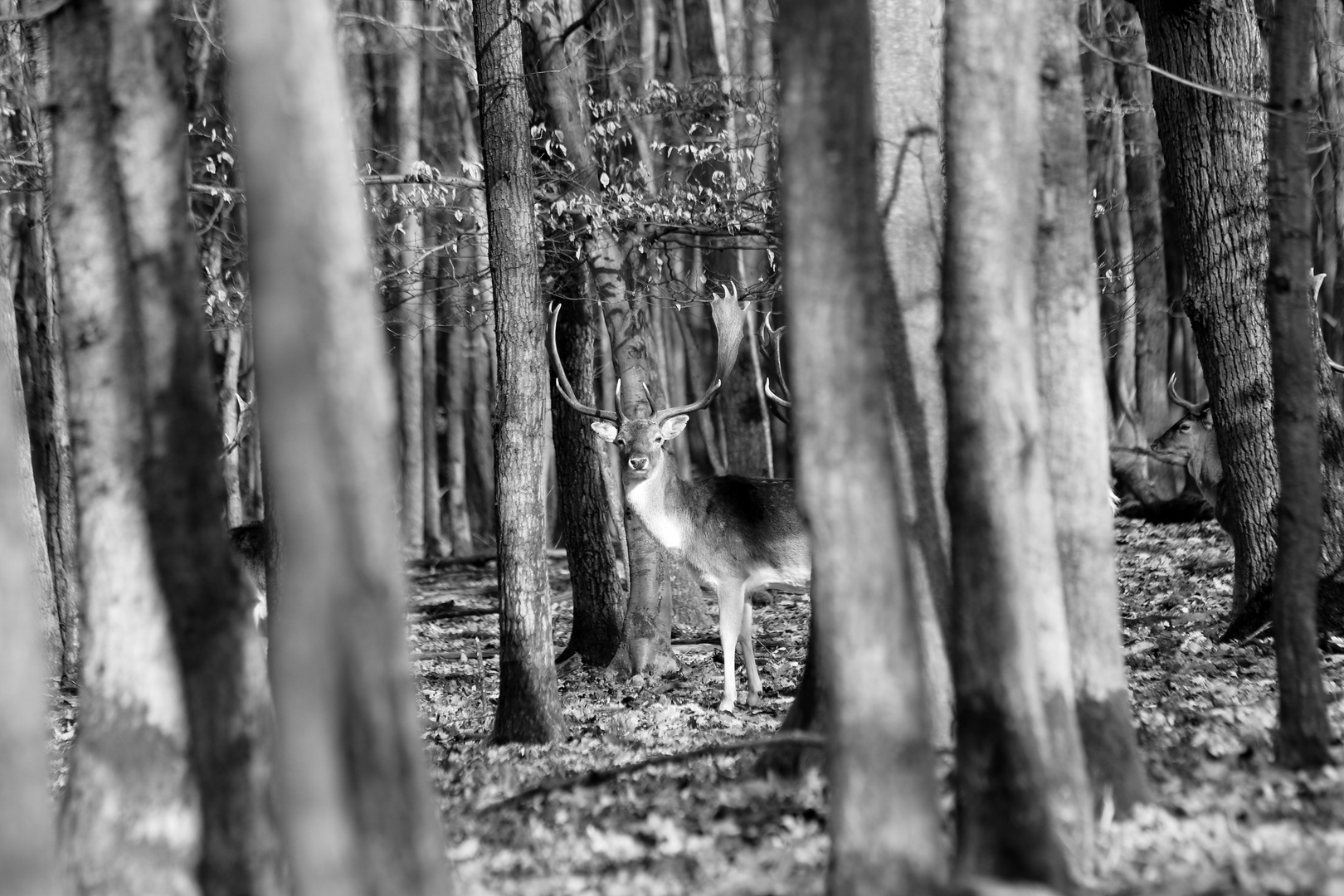 Damhirsche im Wald