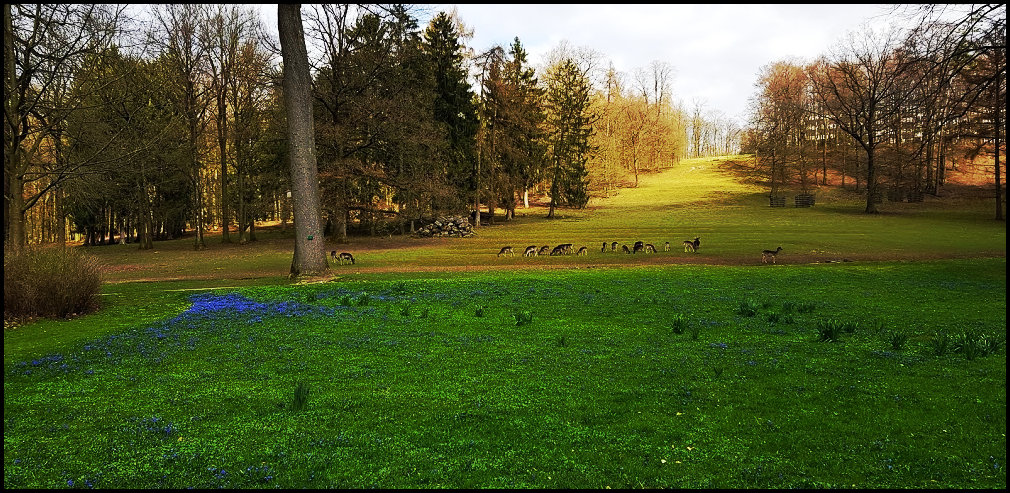 Damhirschgehege im Gräflichem Park Bad Driburg 