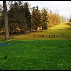 Damhirschgehege im Gräflichem Park Bad Driburg 