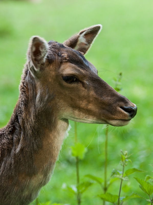 Damhirschkalb als Portrait