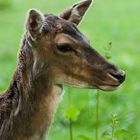 Damhirschkalb als Portrait