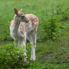 Damhirschkalb