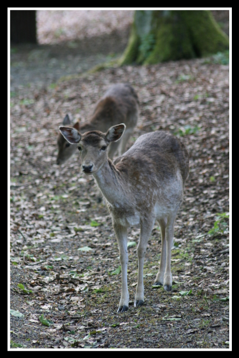 Damhirschkühe im Wald