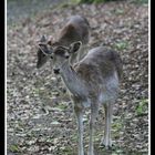 Damhirschkühe im Wald