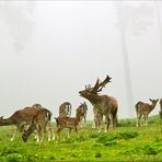 Damhirschrudel im Morgennebel