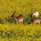 Damhirschrudel im Raps