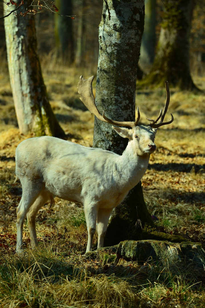 Damhirsch_weiß_DSC_0147