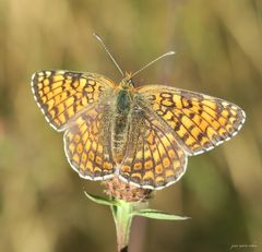 Damier Athalie - Mellicta Athalia