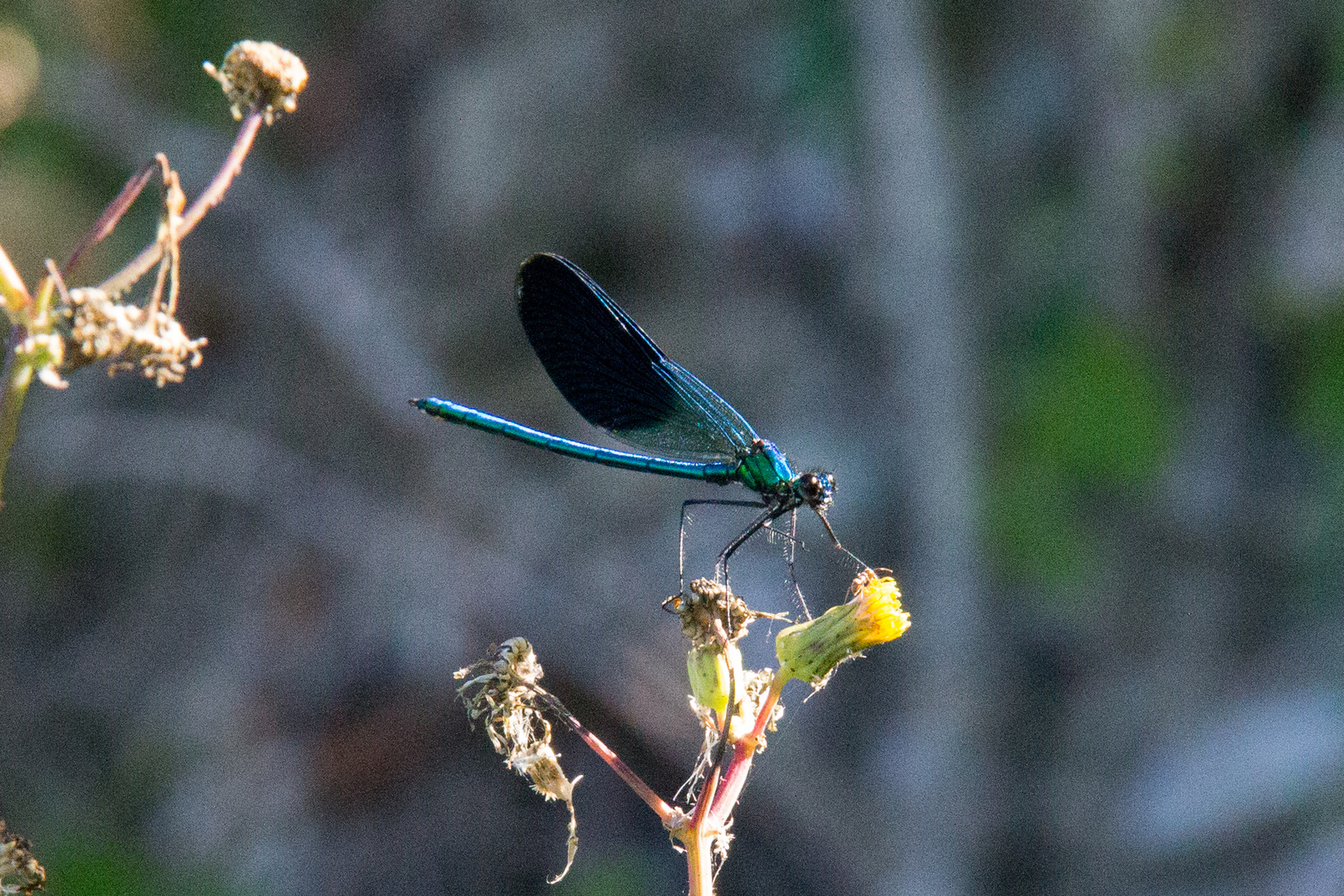 Damigella Blu