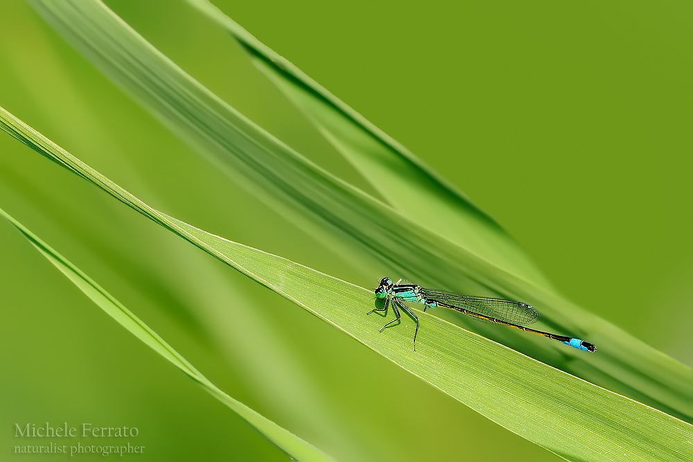 Damigella Ishnura elegantis