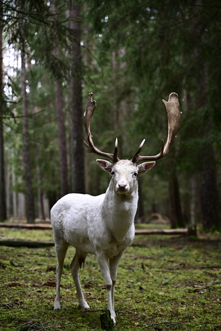 Damischer weißer Hirsch