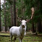 Damischer weißer Hirsch