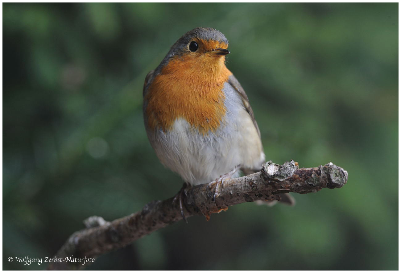 ---- Damit man so ausschaut ---- ( Erithacus rubecula )