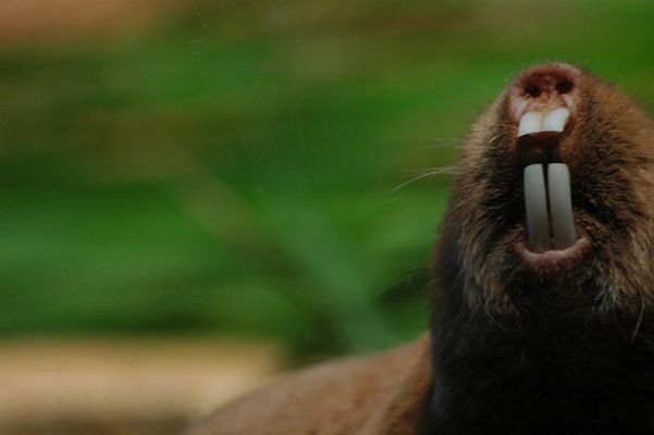 Damit Sie auch morgen noch kraftvoll zubeissen können!