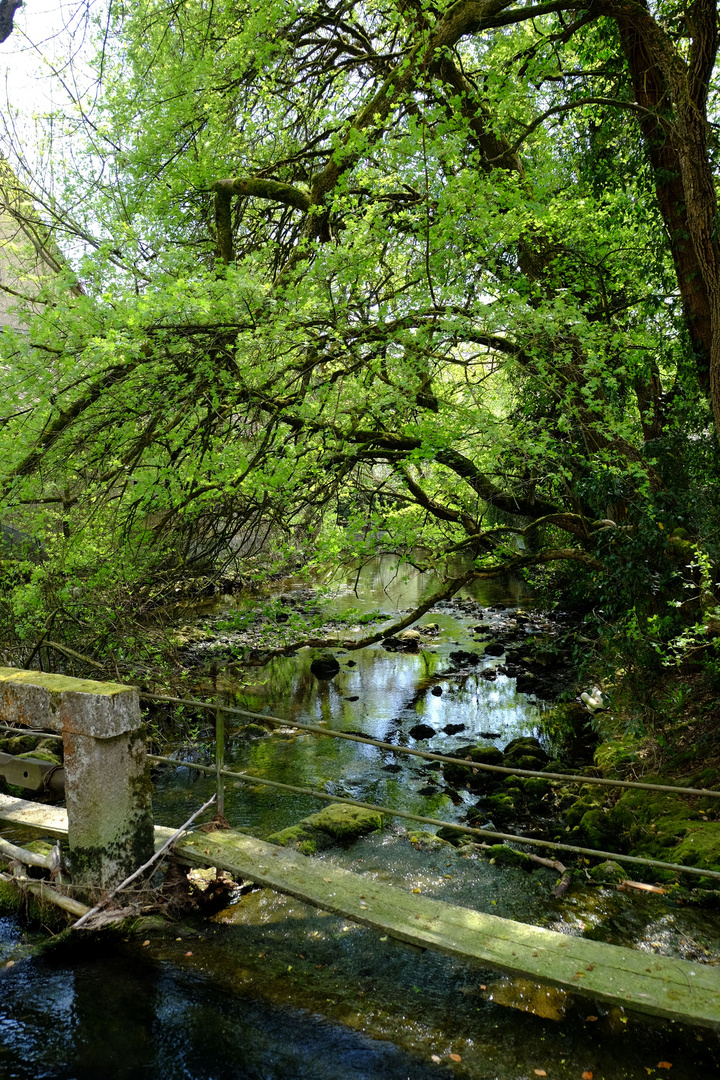 Damm nahe Blautopf