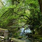 Damm nahe Blautopf